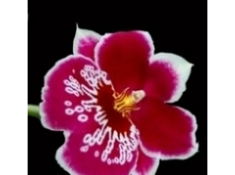 miltonia rossa.