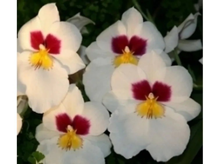 miltonia bianche.