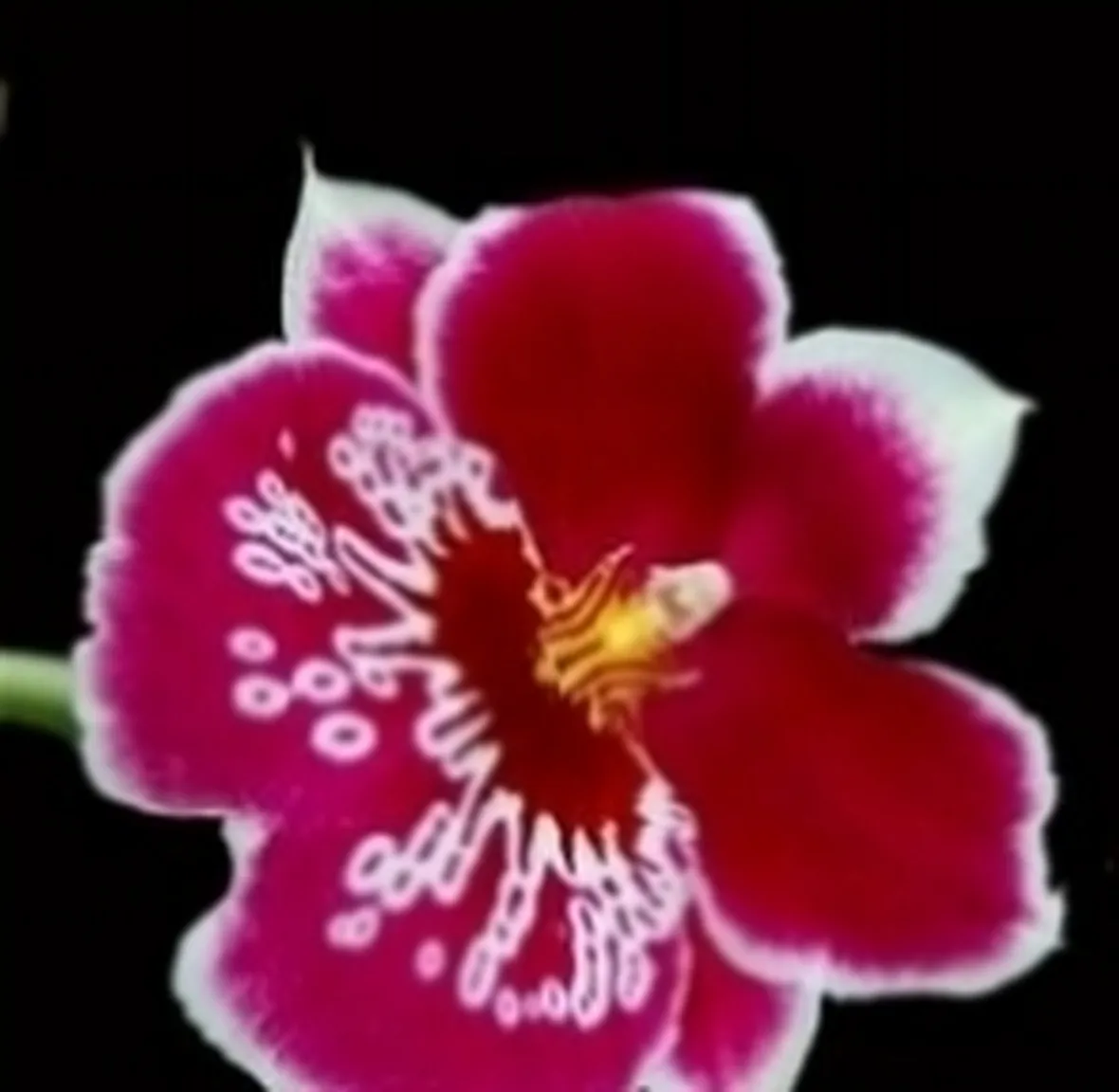 miltonia rossa.