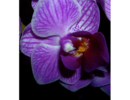 fiore di una mini orchidea.
