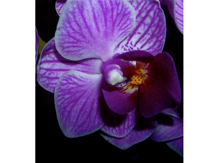 fiore di una mini orchidea.