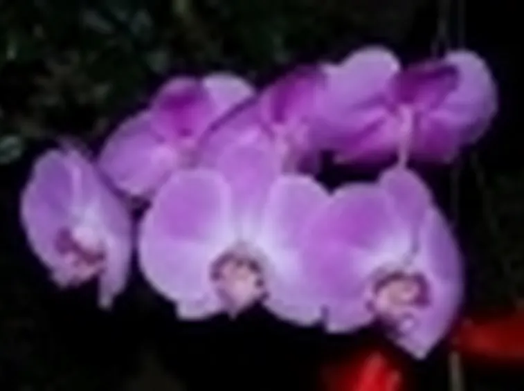 Fiori di orchidea mini