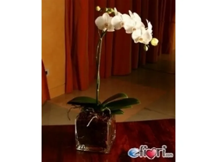 Un bellissimo esemplare di orchidea Phalaenopsis 