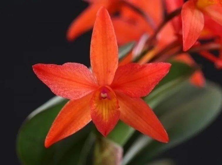 oncidium arancione.