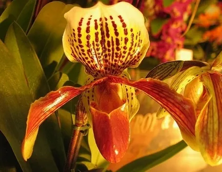 due paphiopedilum.