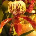 due paphiopedilum.