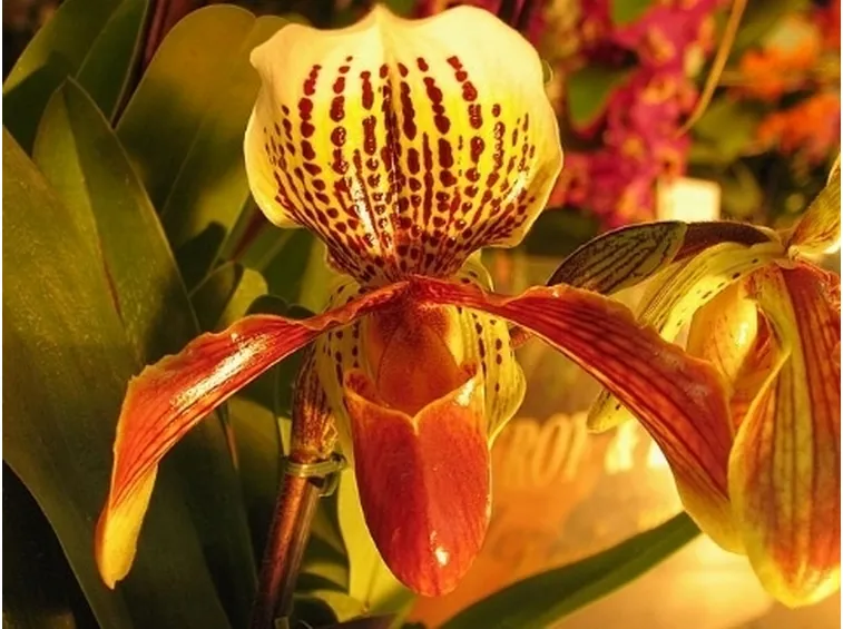 due paphiopedilum.
