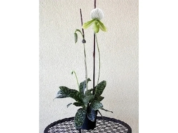 orchidea in primo piano.