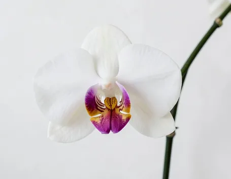 insieme di orchidee.