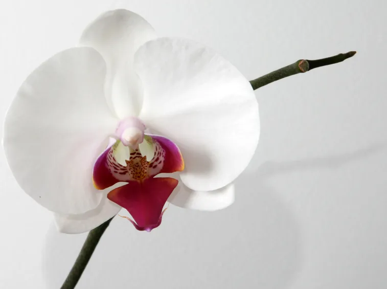 insieme di orchidee.