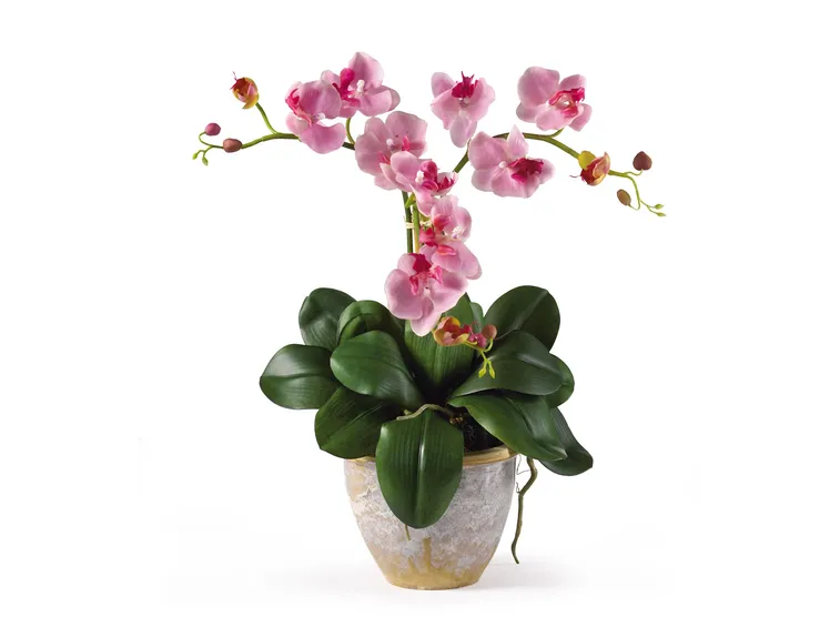 orchidea rosa e bianca.
