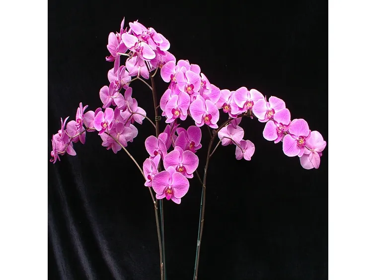 orchidea