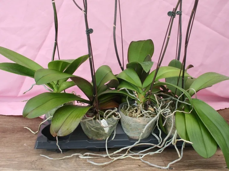 radici dell'orchidea