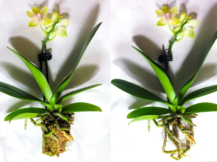 orchidea