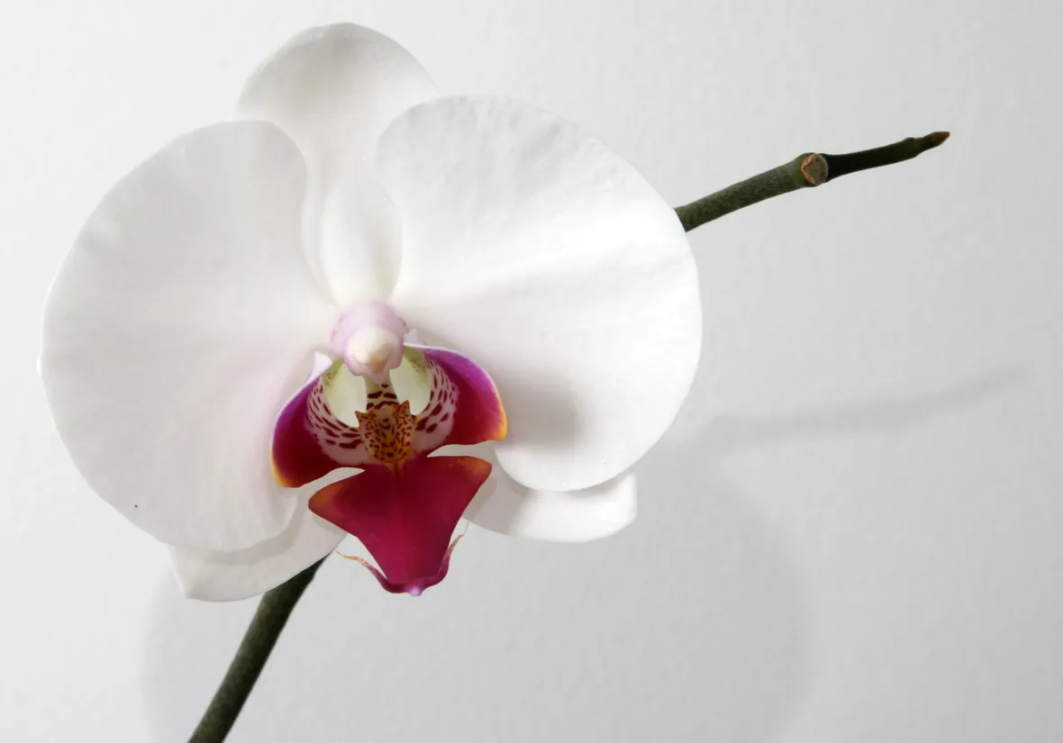 insieme di orchidee.