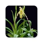 phragmipedium in cornice.