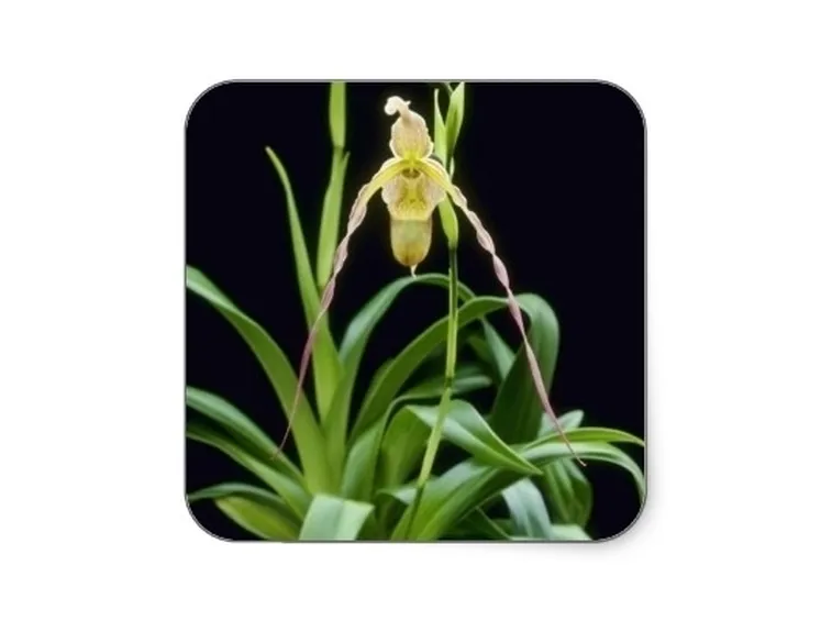 phragmipedium in cornice.