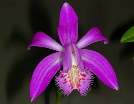 pleione violetto.