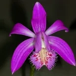 pleione violetto.