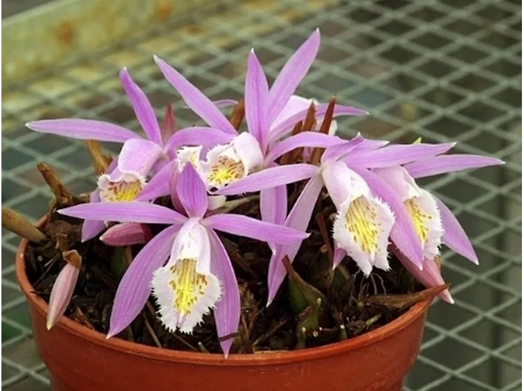 vasetto di pleione.