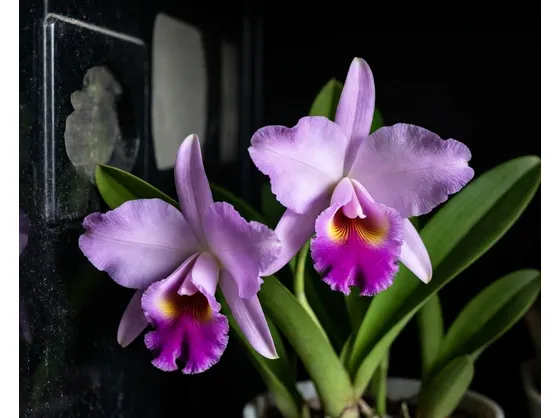 Cattleya lilla