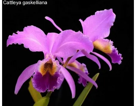 Cattleya lilla