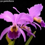Cattleya lilla