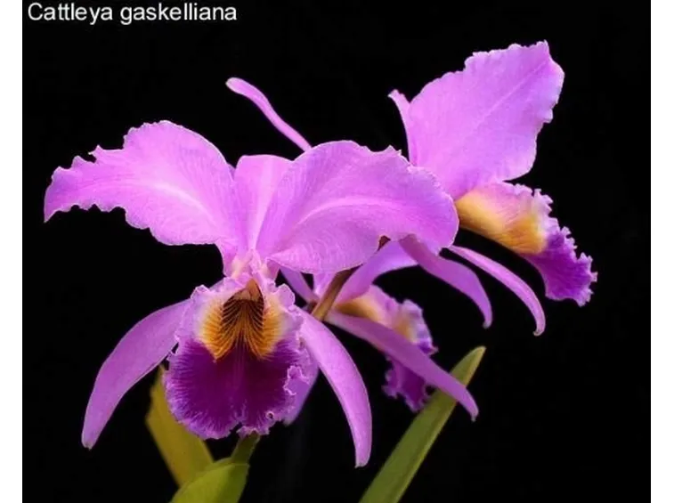 Cattleya lilla