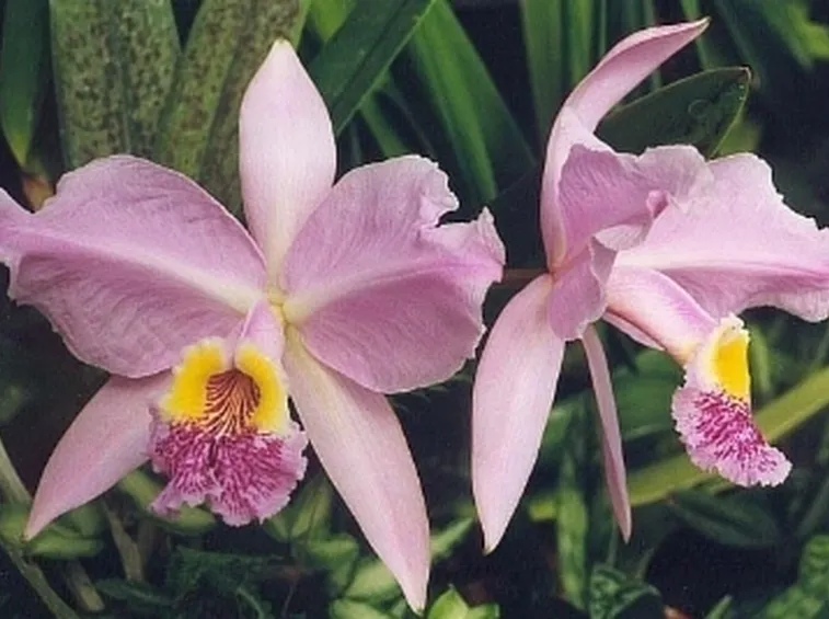 Cattleya rosa