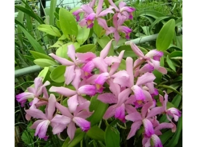 Pianta di orchidee 