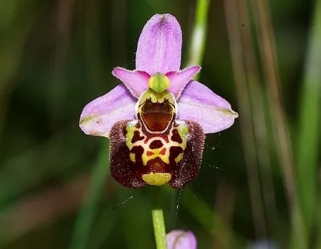 Un esemplare di orchidea selvatica