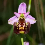 Un esemplare di orchidea selvatica