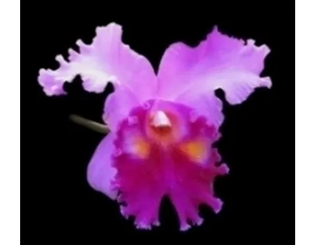 orchidea rosa e viola.
