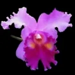 orchidea rosa e viola.