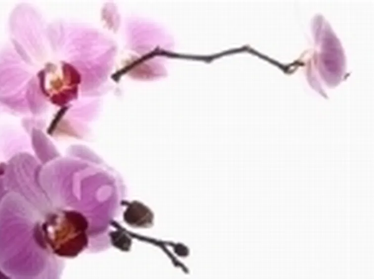 arte orchidee.