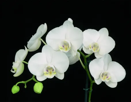 Phalaenopsis amabilis