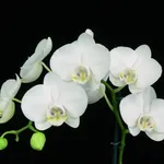 Phalaenopsis amabilis