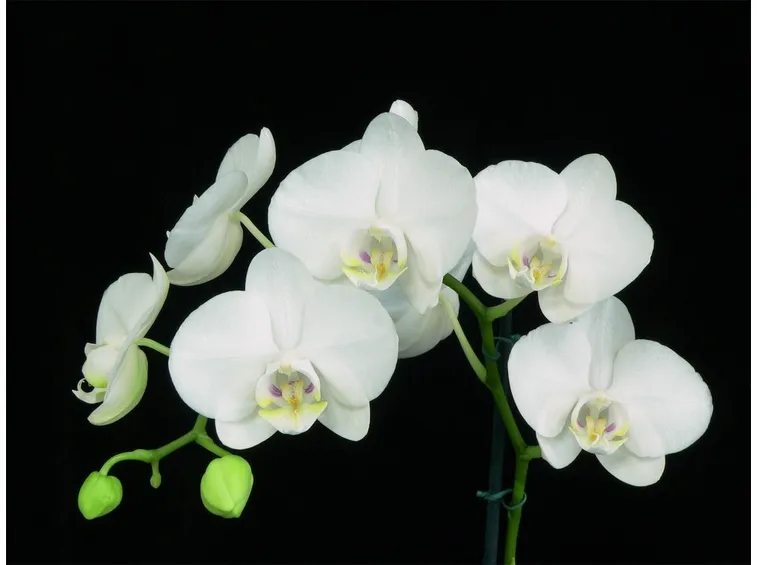 Phalaenopsis amabilis