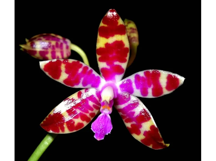 Phalaenopsis bastianii