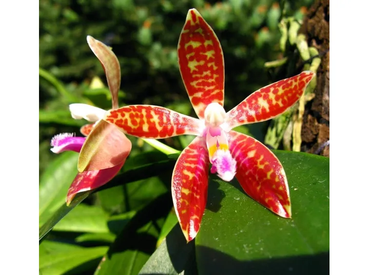 Phalanbeopsis corningiana