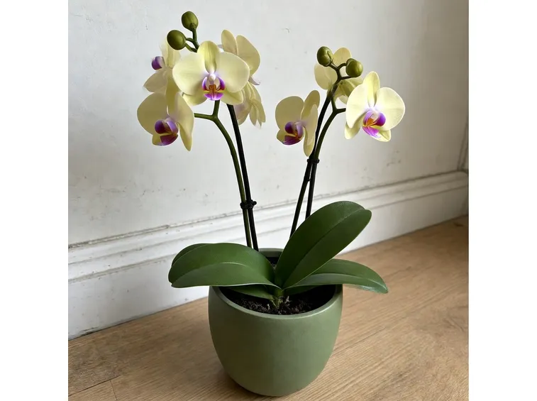 Phalaenopsis deliciosa