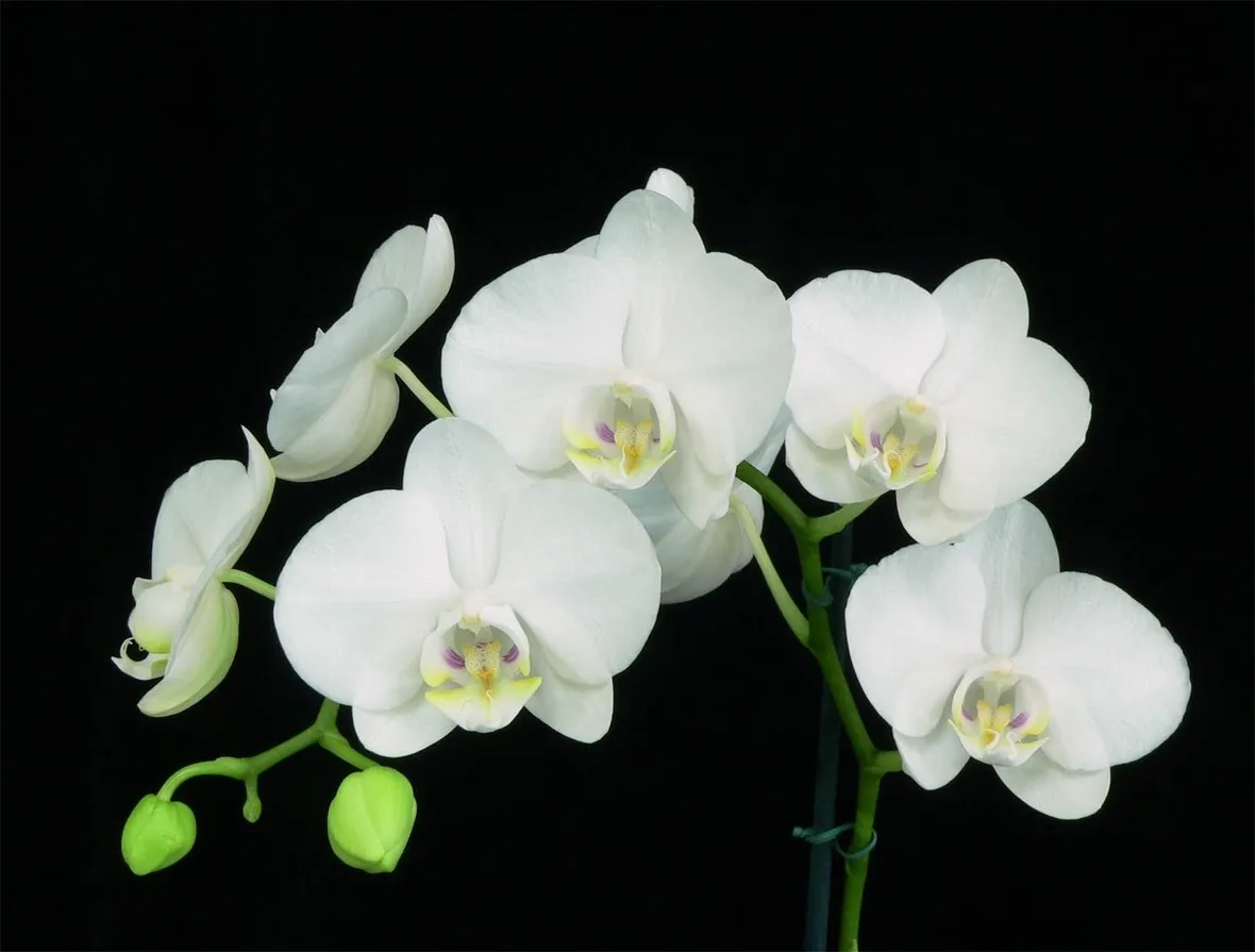 Phalaenopsis amabilis