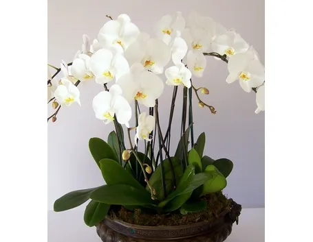 Orchidea phalaenopsis