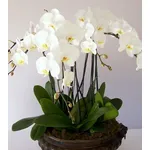 Orchidea phalaenopsis