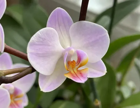 potare le orchidee