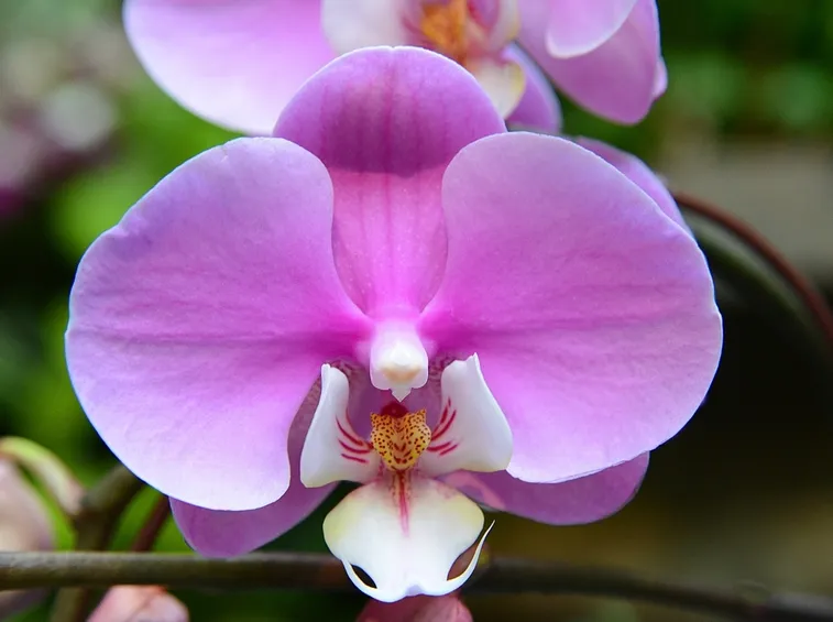 potare le orchidee