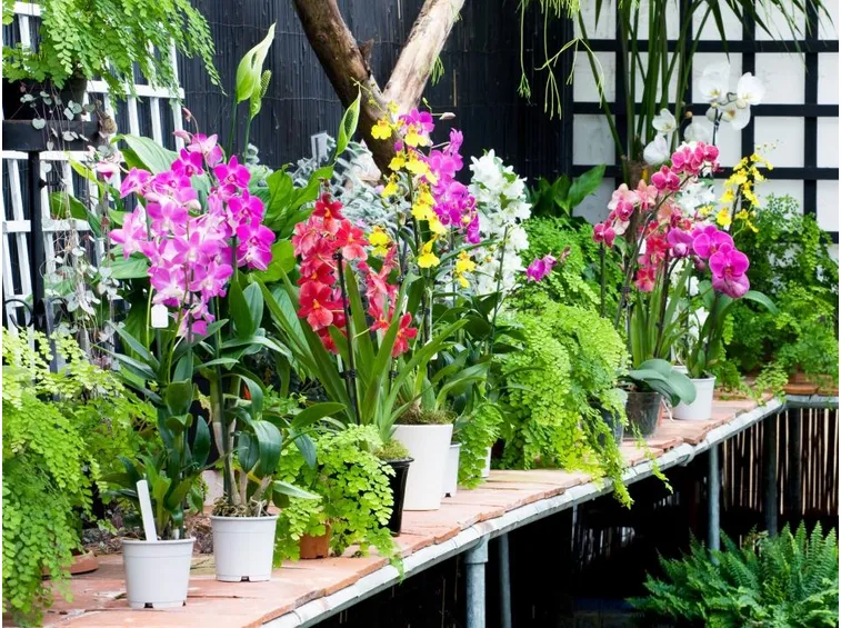 potare le orchidee