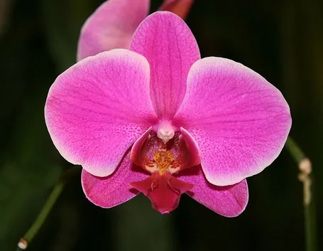 Un'orchidea del genere Phalaenopsis
