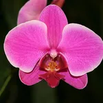 Un'orchidea del genere Phalaenopsis