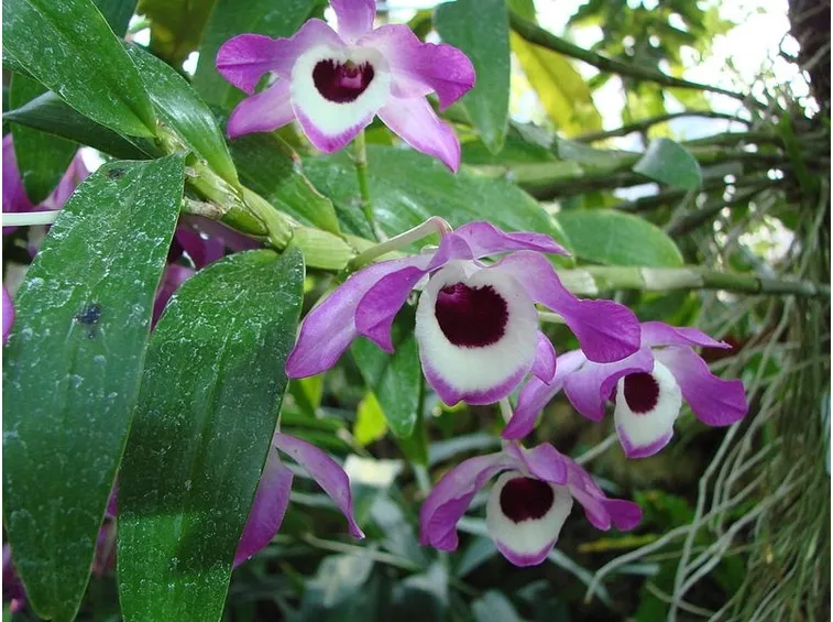 Un'orchidea del genere Dendrobium